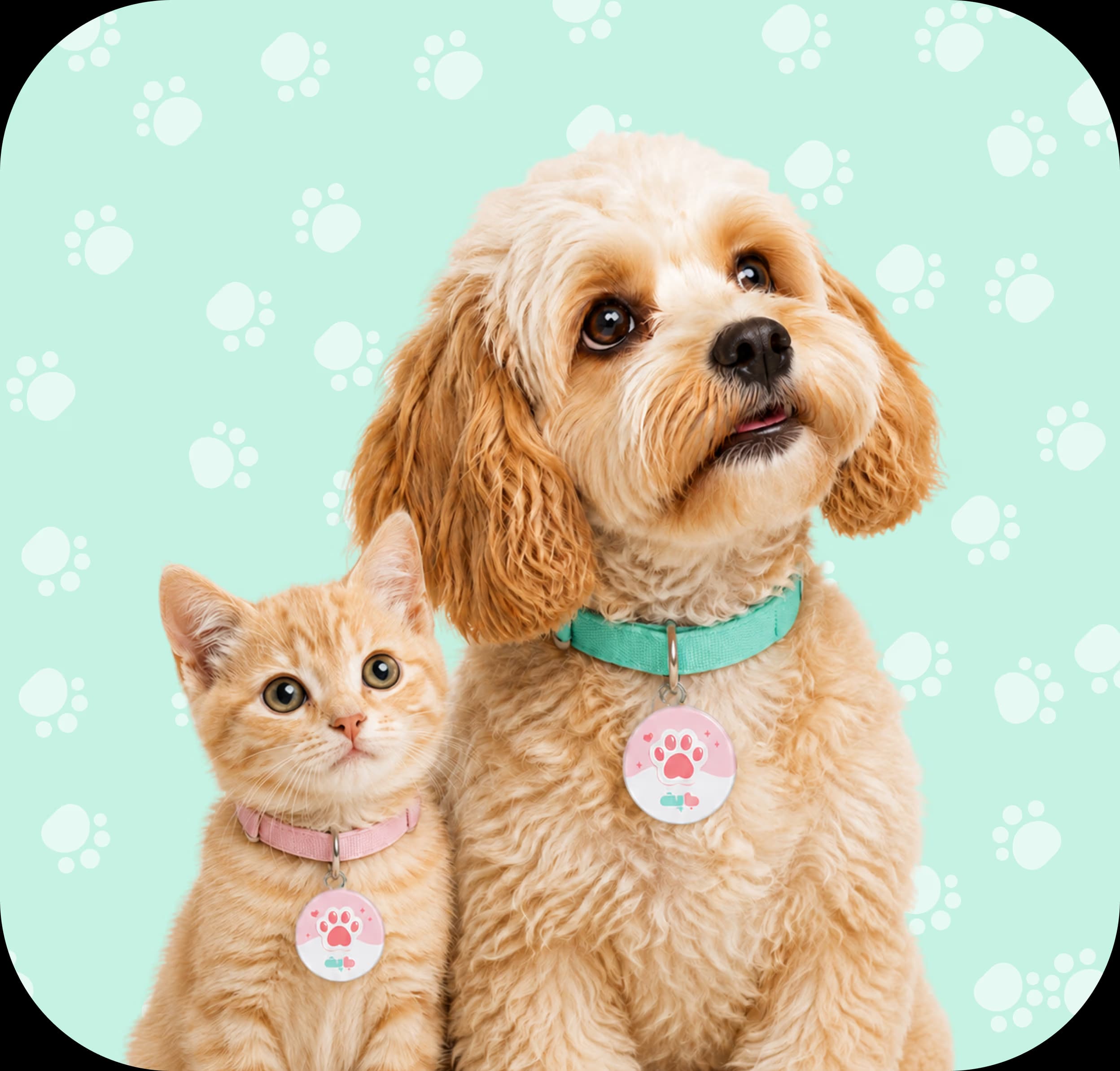 a dog and a cat posing