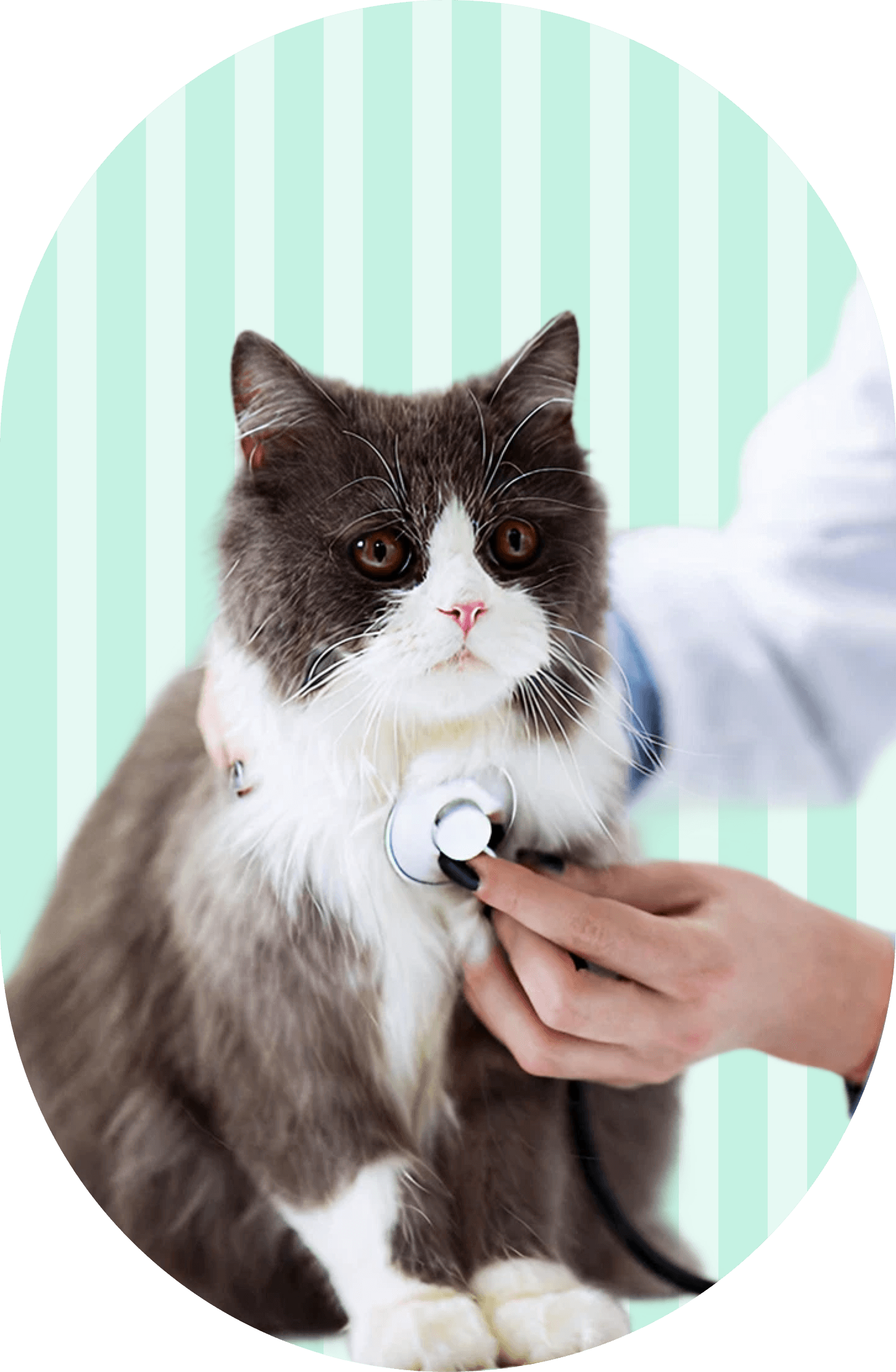 cat being examined