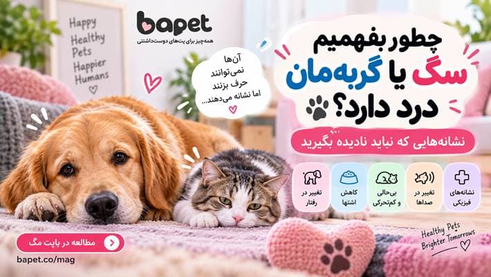 از کجا بفهمیم سگ یا گربه درد دارد؟ 12 نشانه مهم